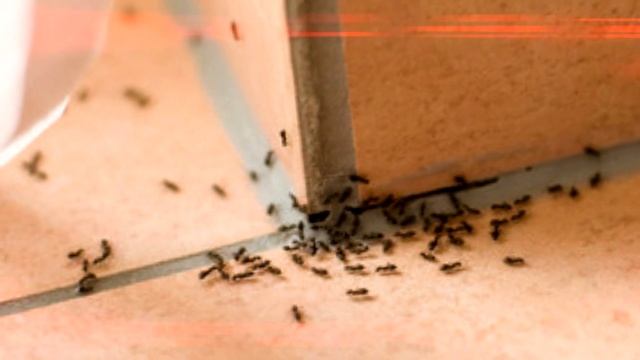 Вот зачем в каждом углу дома нужен лавровый лист! Вы будете приятно удивлены! смотреть онлайн