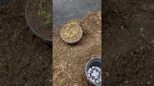 Идеальное￼ черенкование Вербенника монетчатого