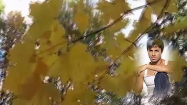 ЛИСТЬЯ ЖЕЛТЫЕ.MP4