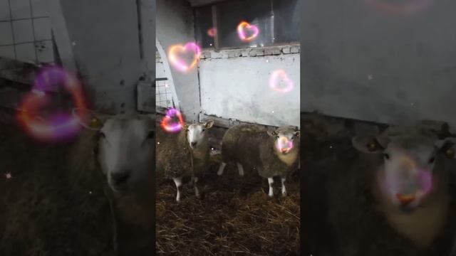 Ферма Голден Ламб. Шикарные матки тексель австрийской и голландской селекции. смотреть онлайн