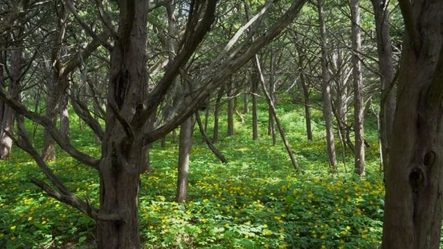 85 лет Приморскому краю. Выпуск 3. Тис смотреть онлайн