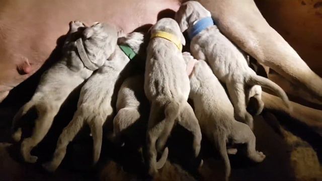 Weimaraner short-haired ‘G’ litter – Pero & Niko, 1st day. смотреть онлайн