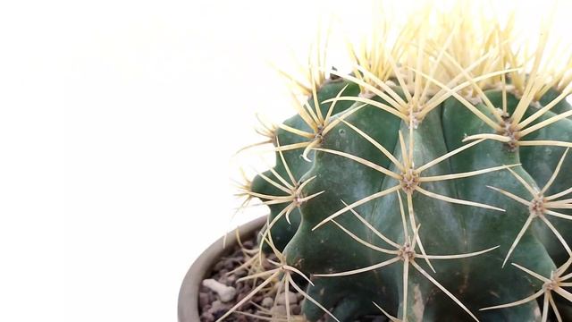 Ferocactus glaucescens смотреть онлайн