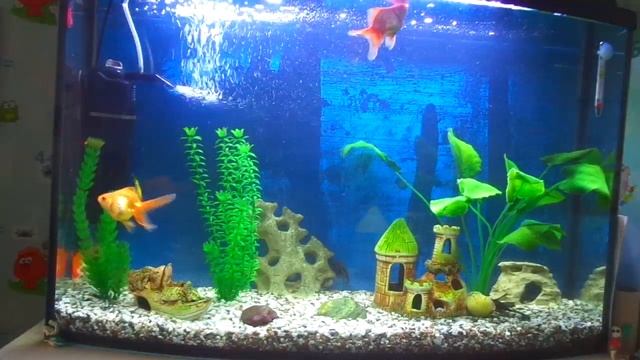 Мои золотые рыбки смотреть онлайн