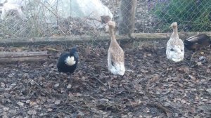 МОЙ ОПЫТ В СОДЕРЖАНИЕ ИНДИЙСКИХ БЕГУНКОВ //ВЫГОДНО ЛИ ИХ ДЕРЖАТЬ?