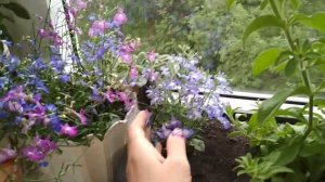 Лобелия. Семенная или вегетативная? Сравнение