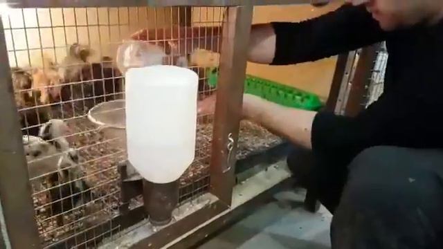 Закладка препарата для компостирования помета в сухом виде Живые бактерии смотреть онлайн
