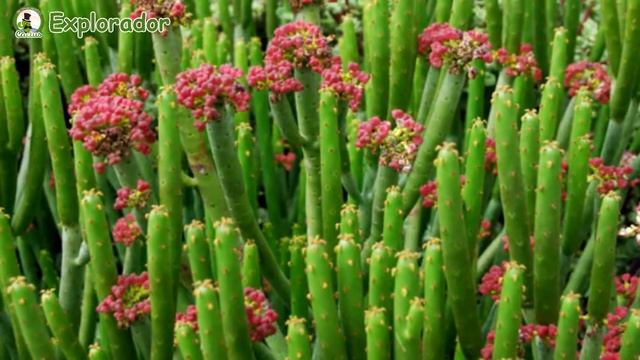 43 Espectaculares Variedades De Euphorbia !