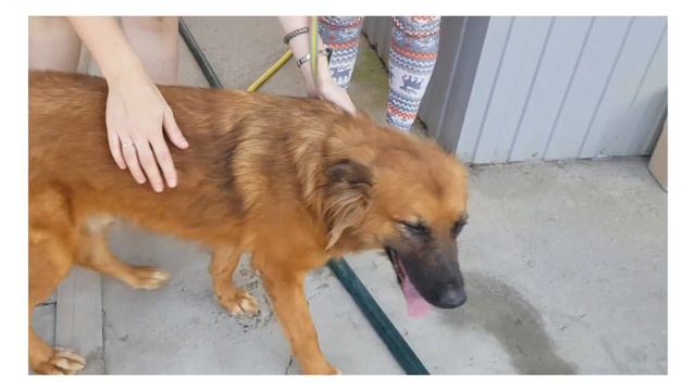 Солнечный пес Малой. смотреть онлайн