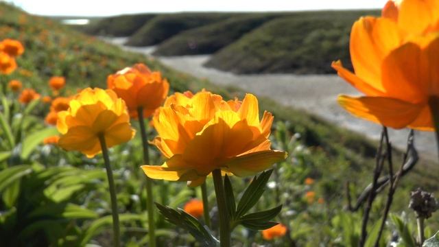Природа Ямала. Тундра. Царство вечной мерзлоты. смотреть онлайн