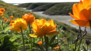 Природа Ямала. Тундра.  Царство вечной мерзлоты.