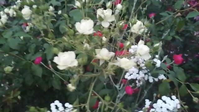 Супер обильно цветущие флорибунды, стойкие и надёжные для сырого и холодного климата смотреть онлайн