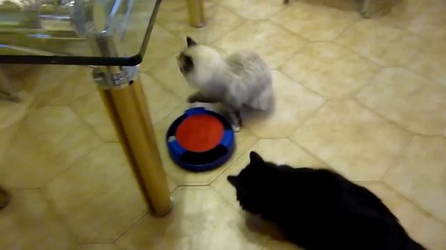 Игрушка - мышка в ловушке Трикси смотреть онлайн