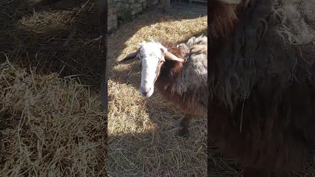 Ягненка не принимает мамаша... смотреть онлайн