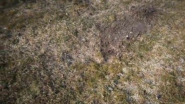 Борьба с кротами. Зачем? смотреть онлайн