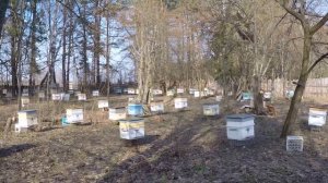 КОГДА ВЫСТАВЛЯТЬ ПЧЕЛ ИЗ ЗИМОВНИКА?