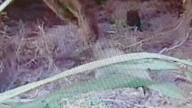 Kiwi Attacks??атака птицы киви