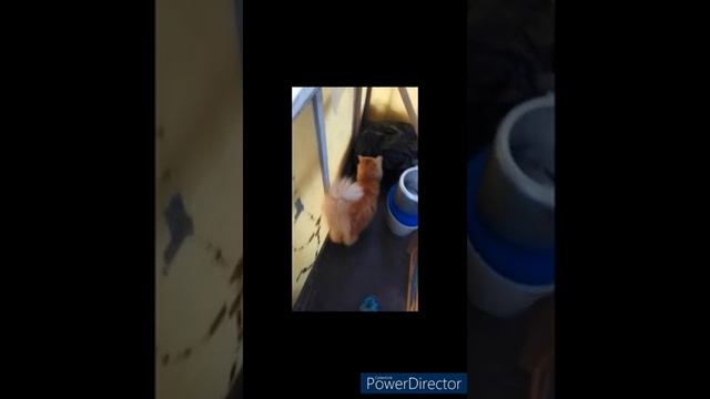 Кошка - животное травоядное смотреть онлайн