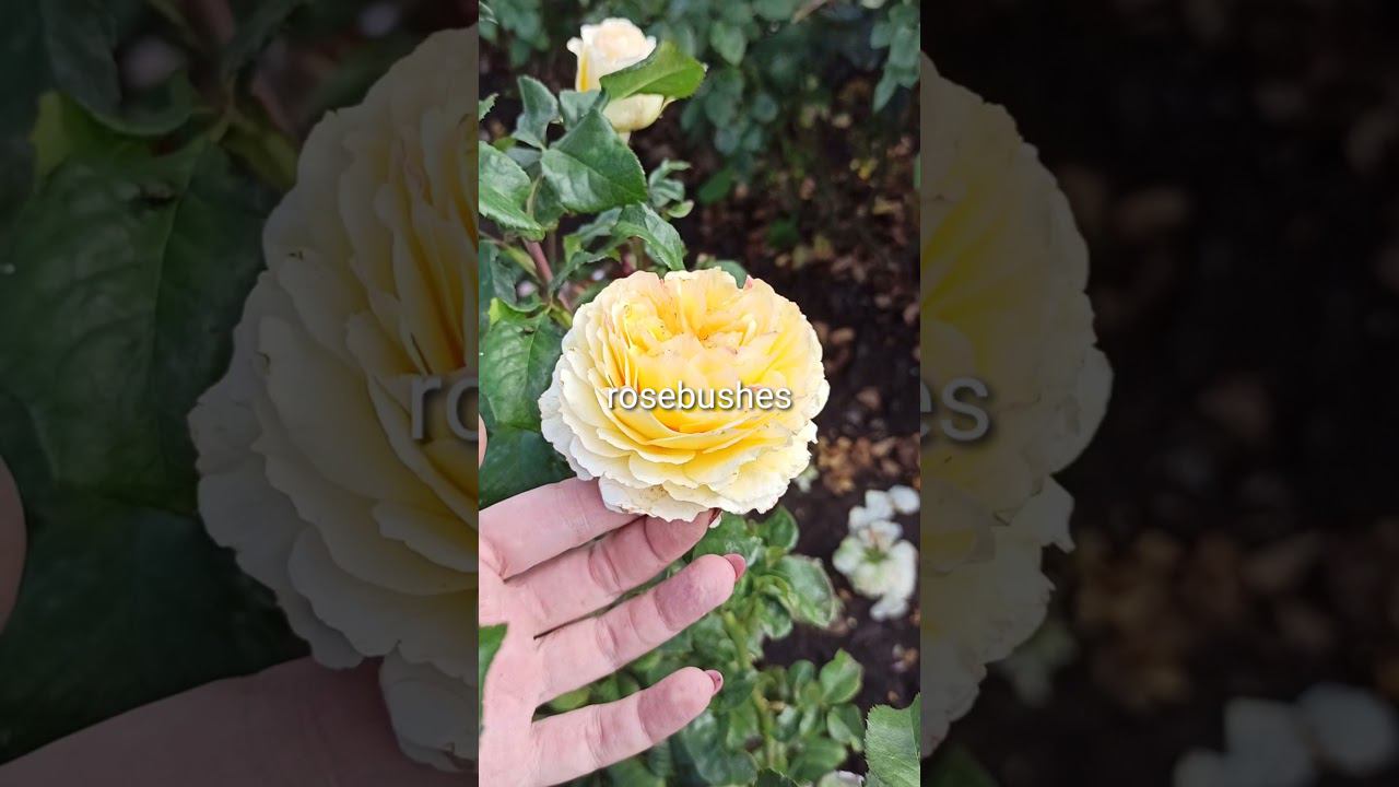 Беатрис Дэвид Остин (Beatrice David Austin Roses) https://rose-bushes.ru/ смотреть онлайн
