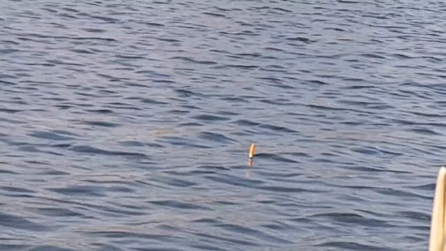 РЫБАЛКА НА ПОПЛАВОК.КАРАСЬ на ВАЛЕРИАНКУ.РАЗВЕДКА ПО КАРАСЮ смотреть онлайн