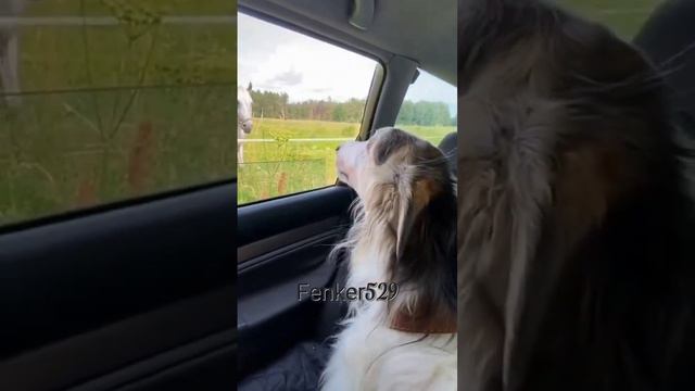 эдит русская борзая (заказ) 😘 я теперь буду ставить водяные знаки на свои видео