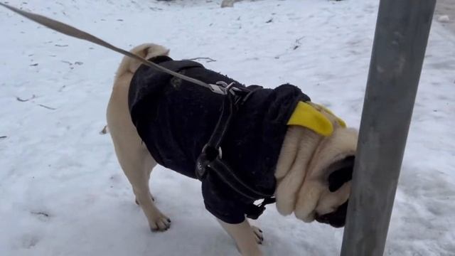 Прогулка мопса.Как гуляет собака? смотреть онлайн