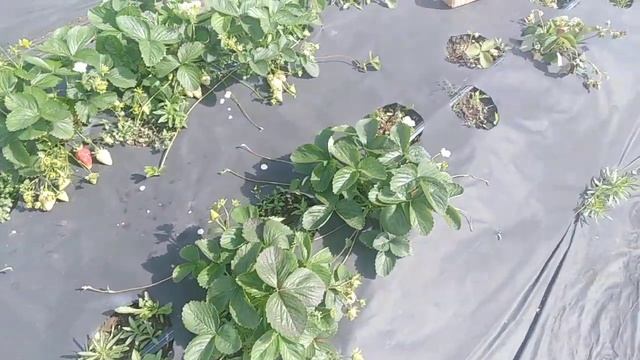 КЛУБНИКА. МАРИГЕТ, КАБРИЛЛО, МАЛЬГА, МУРАНО, ШАРЛОТТА. От каких сортов будем отказываться? смотреть онлайн