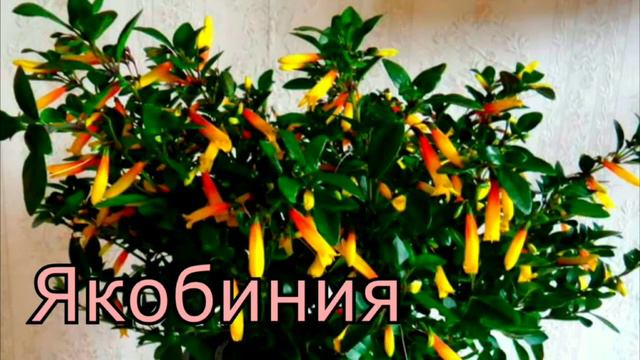 Комнатные_растения на букву Я смотреть онлайн