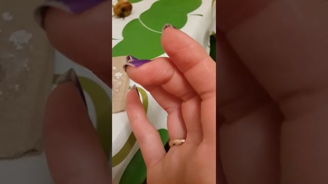 Улитка ахатина действительно заживляет кожу смотреть онлайн