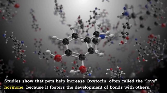 Having A Pet Can Improve Your Selfcare | Benefits Of Having Pets | The Health Benefits