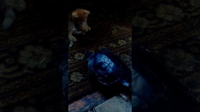 ПОКАТАЙ МЕНЯ! смотреть онлайн