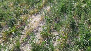 Не справляетесь с сорняками на чесноке, есть решение! Применение гербицида по чесноку.