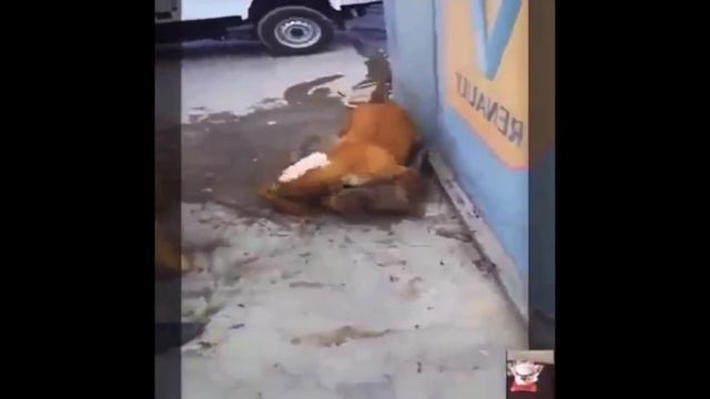 Pitbull attack Doberman in India , idiot owner enjoying fight #dogs #pitbull #attack #dogattack смотреть онлайн