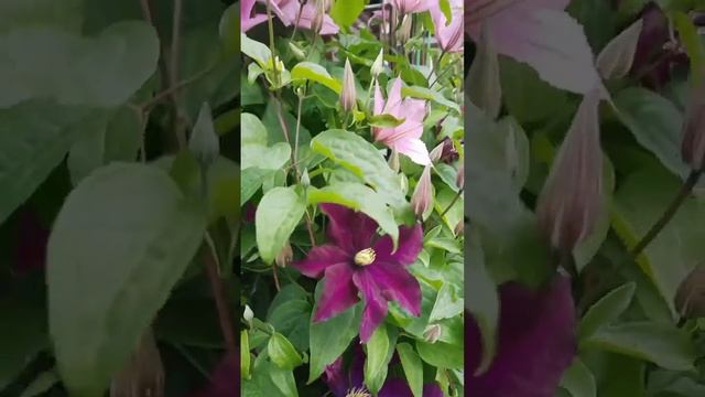 Цветущие клематисы смотреть онлайн