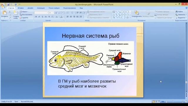 ОГЭ по биологии 9 класс. Занятие 30. Царство животные. Подцарство многоклеточные. Тип хордовые. смотреть онлайн