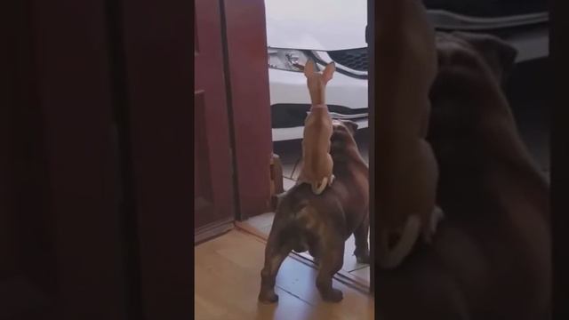 Фродо и бильбо смотреть онлайн