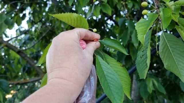 Осваиваю новый участок) Скоро обрадую Леночку! смотреть онлайн