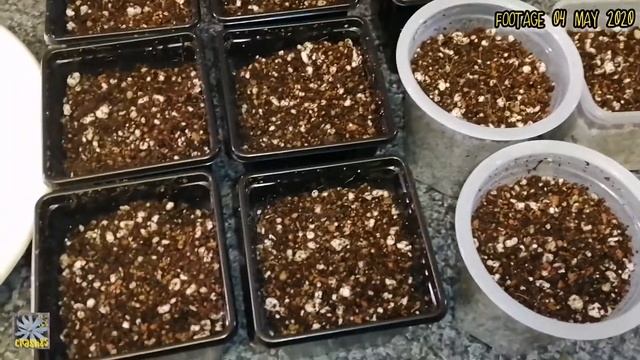 Sowing Astrophytum Cactus Seeds | Includes Method, Soil Mix, Propagator, Heat Mat смотреть онлайн