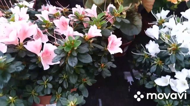 Комнатные цветы . Июльский обзор в садовом центре. смотреть онлайн