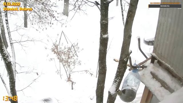 LIVE Wild Bird Feeder Cam & Bird Watching in Winter City // Кормушка зимой в городе смотреть онлайн
