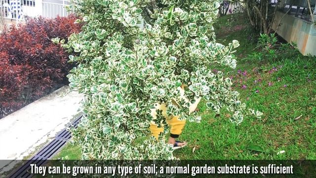 How to grow euonymus | Euonymus Fortunei | Euonymus plant смотреть онлайн