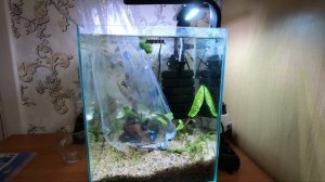 Как правильно запускать, пересаживать рыбок в аквариум после покупки. Запуск аквариума.