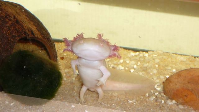 Топ 10 самых странных животных смотреть онлайн