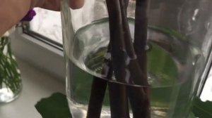 ИНЖИР ИЗ ЧЕРЕНКА!!! Простой способ размножения инжира!