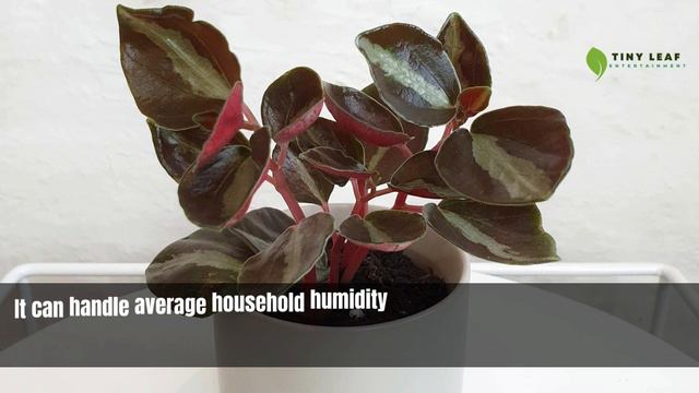 Metallic Peperomia | Peperomia Metallica | TinyLeaf смотреть онлайн