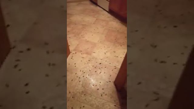 Отзыв клиента после травли тараканов 24 06 2021. Ростов-на-Дону смотреть онлайн