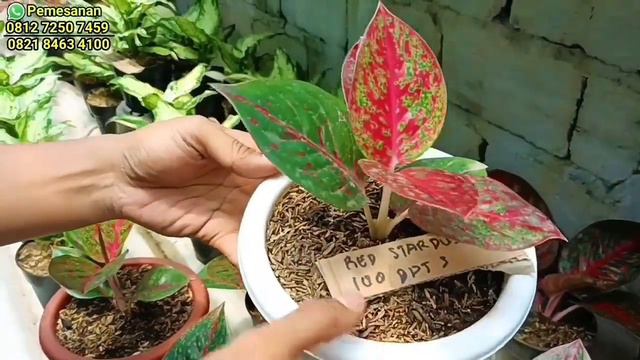 AGLONEMA SERBA AMURAH HARGA TURUN❗AHIRNYA DI OBRAL 5 RIBUAN смотреть онлайн