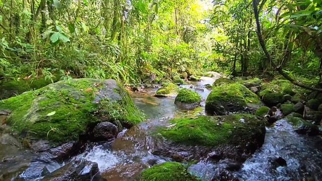 Brain therapy & stress relief with the sound of water, peaceful flowing birdsong (AMSR) смотреть онлайн