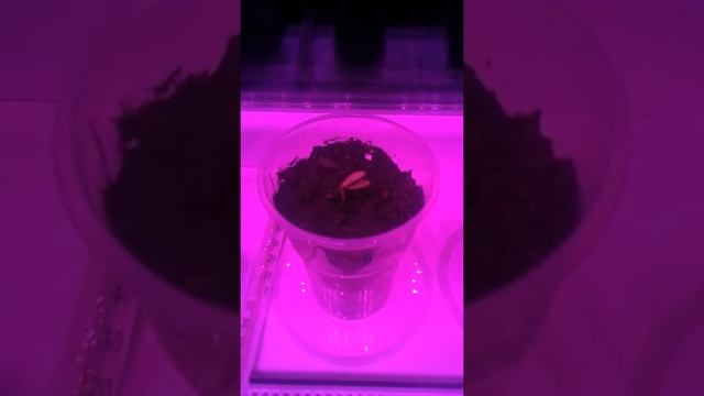 #1 Ранний посев огурца "Шоша" 24.01.19г/Всходы 100%. смотреть онлайн