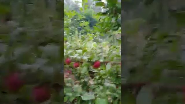 this is natural fruits without medisen and without ????? смотреть онлайн